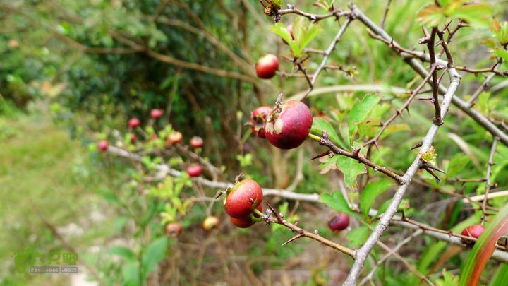 麻芝川_石垟_龙娘山_东山野山楂，童年的美食
