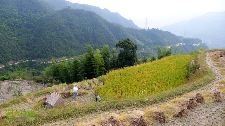 麻芝川_石垟_龙娘山_东山一对年迈的农夫和农妇在收割稻谷
