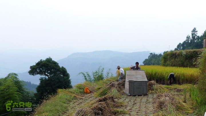 麻芝川_石垟_龙娘山_东山打稻谷我也是能手