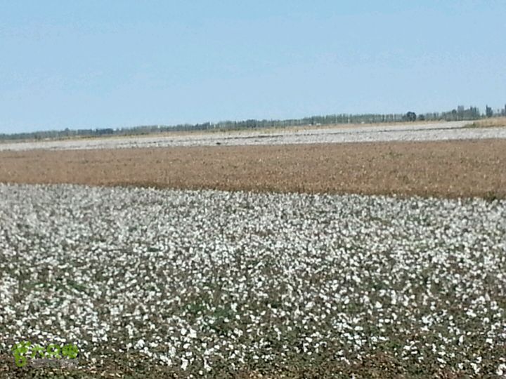 贵阳-新疆新疆棉花