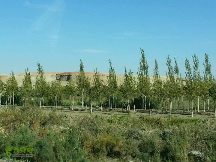 贵阳-新疆树叶还没有黄