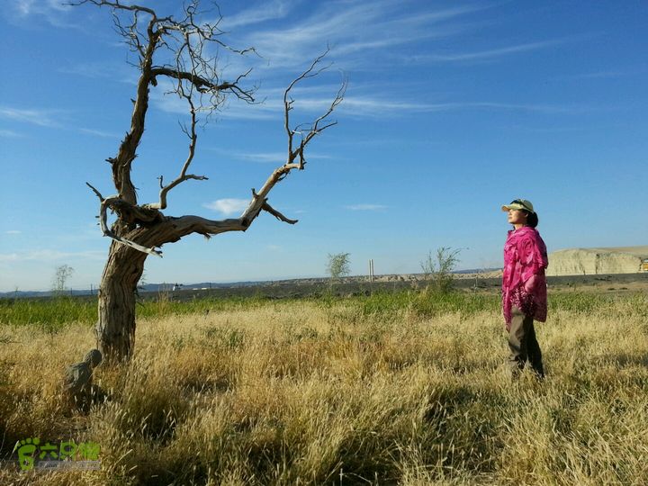 贵阳-新疆枯树也照半天