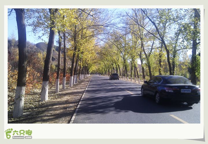 20121013四海、百里画廊环骑秋风把路两侧的行道树的树叶吹成了黄色，金色的道路在眼前延伸