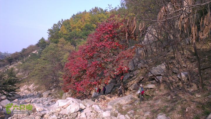泰山：固顶山-新泰沟-明家滩20121014IMAG1588