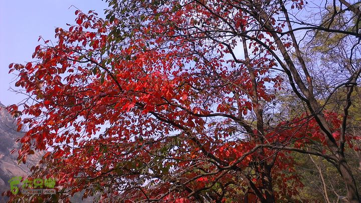 泰山：固顶山-新泰沟-明家滩20121014IMAG1605