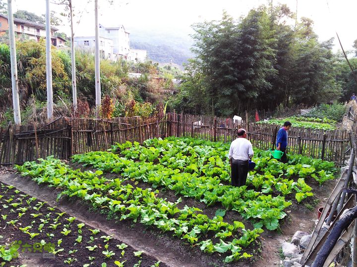 古崖秋意正浓时、抱得金瓜归IMAG2744