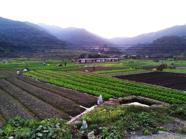 古崖秋意正浓时、抱得金瓜归IMAG2759