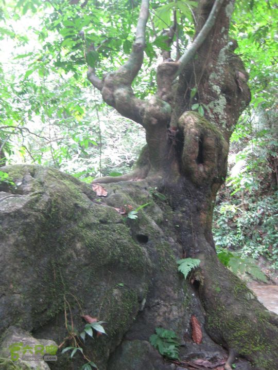 2012-9-27南宁通灵瀑布步行IMG_0219