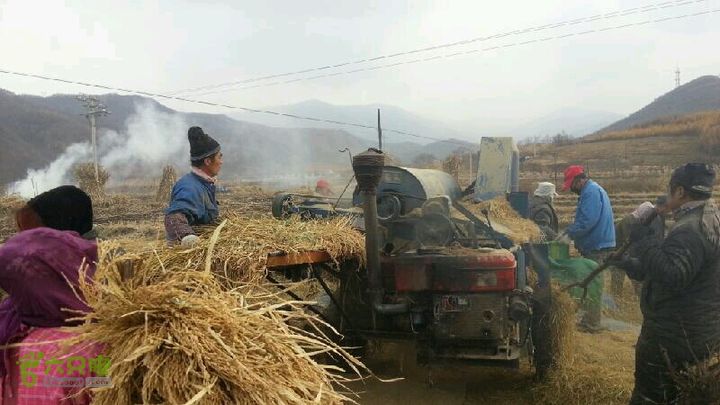 辽宁乡下水稻丰收了