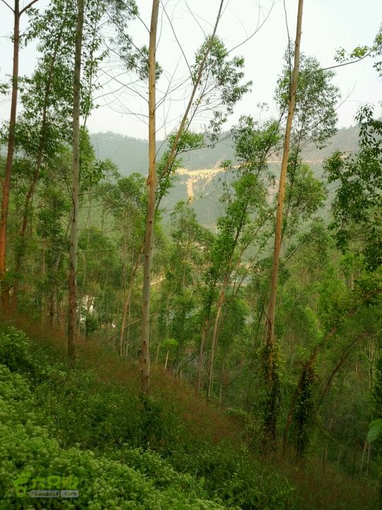 广东鹤山四堡水库穿越到粉洞21