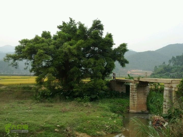 广东鹤山四堡水库穿越到粉洞38