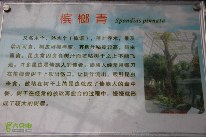 宜春花博园赏花IMG_0908
