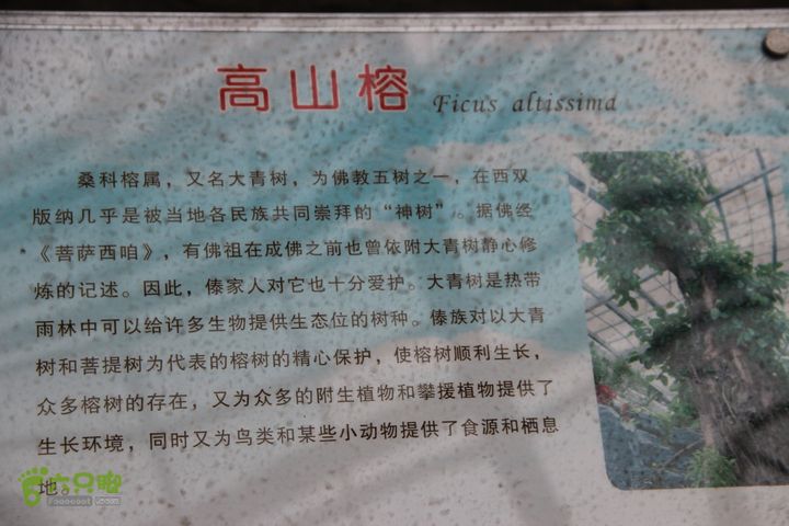 宜春花博园赏花IMG_0897