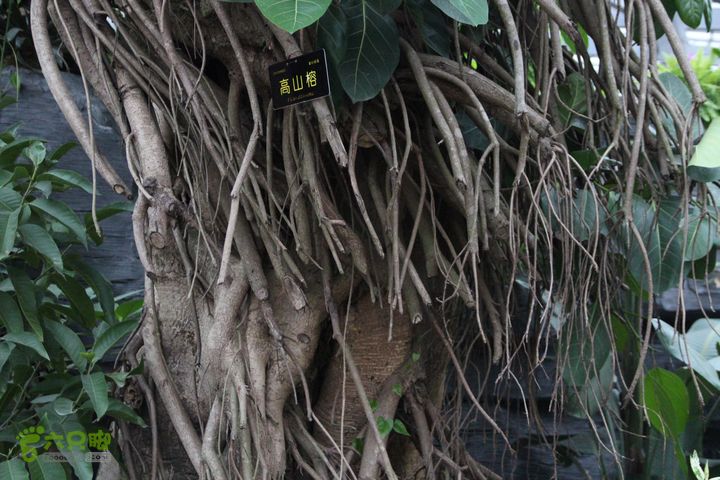 宜春花博园赏花IMG_0899