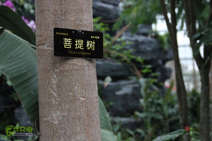 宜春花博园赏花IMG_0911