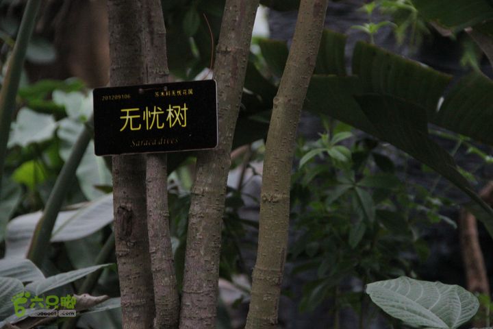 宜春花博园赏花IMG_0912
