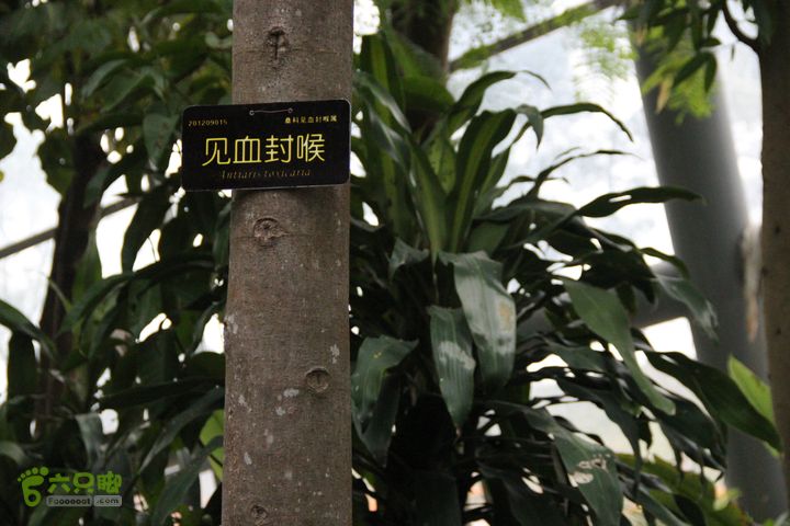 宜春花博园赏花IMG_0913