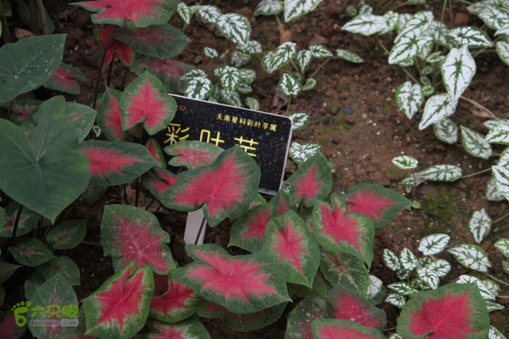宜春花博园赏花IMG_0914