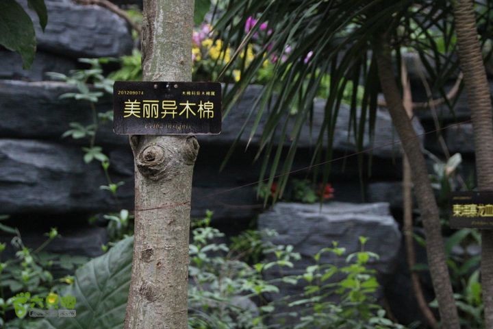 宜春花博园赏花IMG_0915