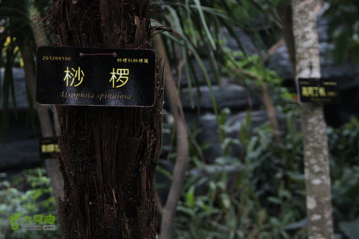 宜春花博园赏花IMG_0916