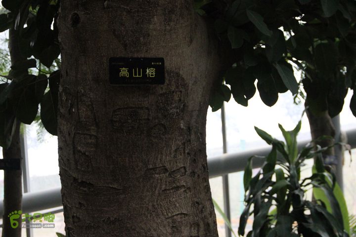 宜春花博园赏花IMG_0917