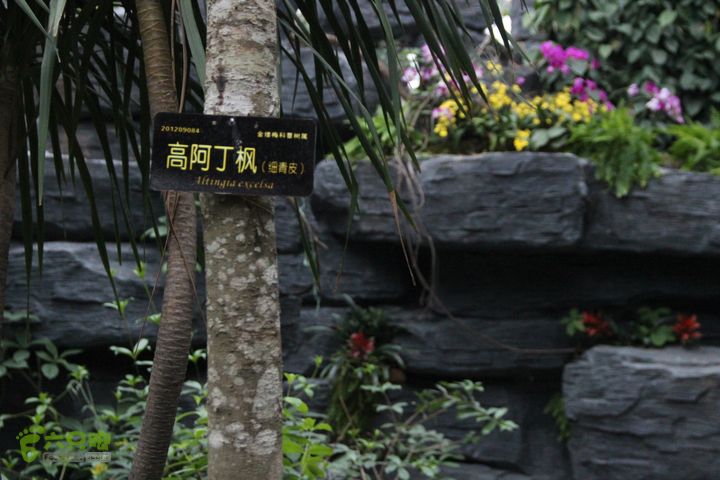 宜春花博园赏花IMG_0920
