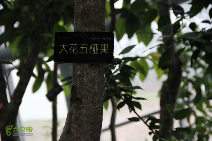 宜春花博园赏花IMG_0921