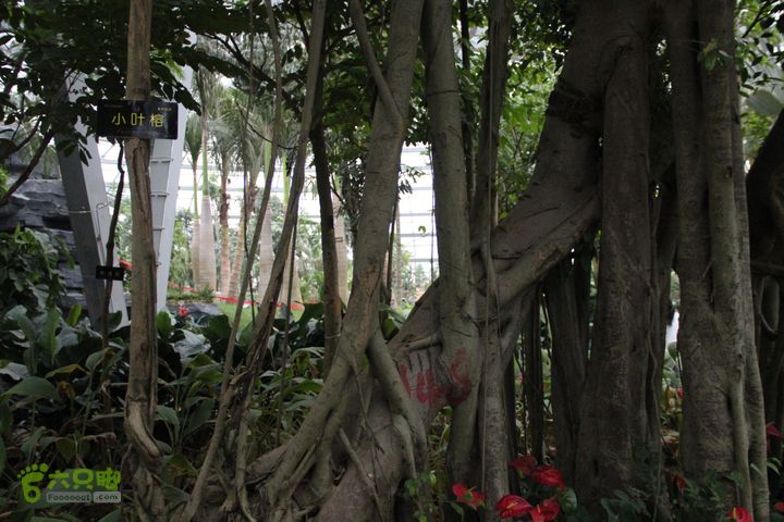 宜春花博园赏花IMG_0922