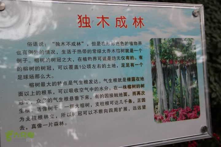 宜春花博园赏花IMG_0923