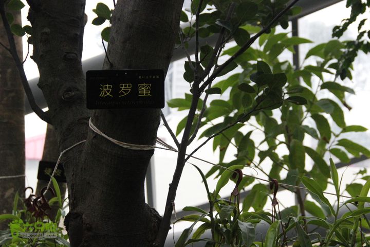 宜春花博园赏花IMG_0924
