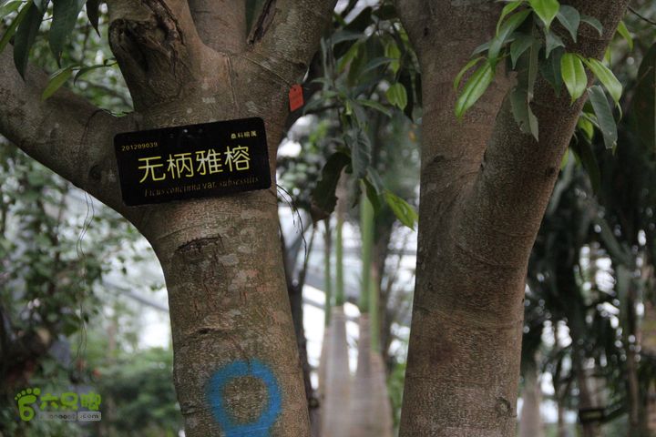 宜春花博园赏花IMG_0926