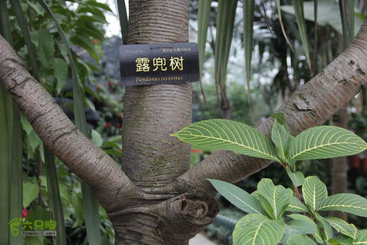 宜春花博园赏花IMG_0927