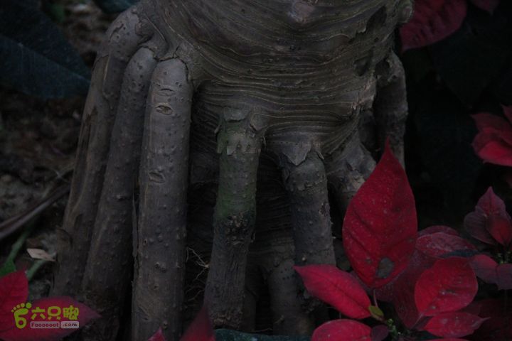 宜春花博园赏花IMG_0928
