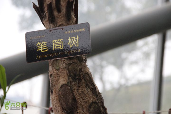 宜春花博园赏花IMG_0929