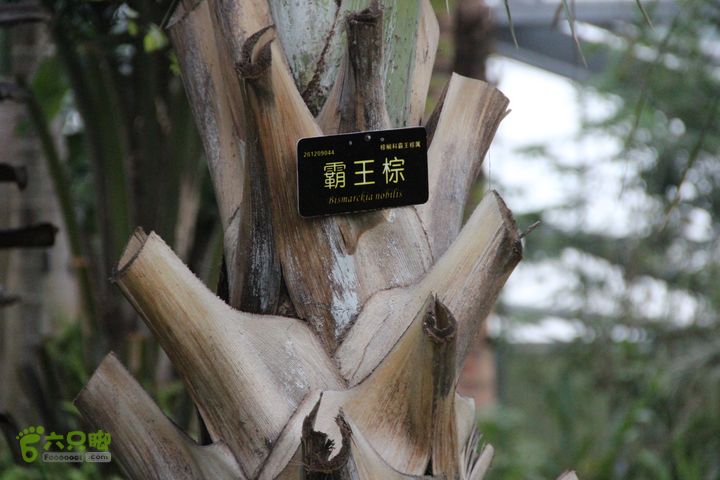 宜春花博园赏花IMG_0930