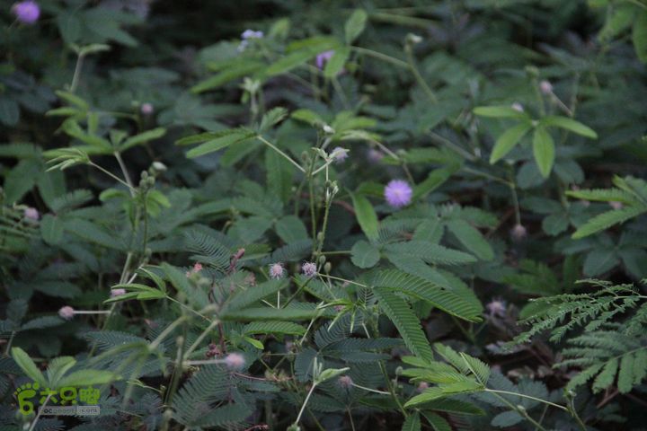 宜春花博园赏花IMG_0932