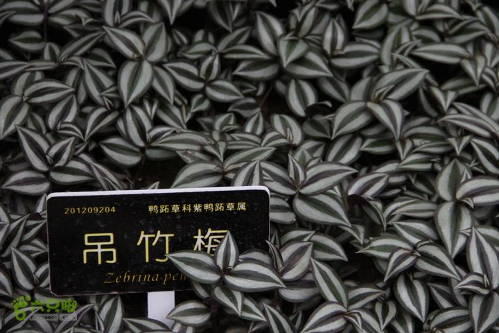 宜春花博园赏花IMG_0934