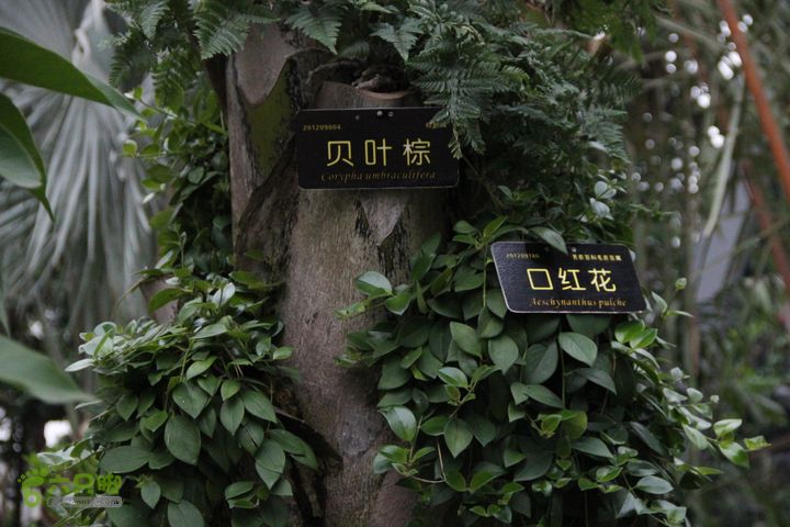 宜春花博园赏花IMG_0935
