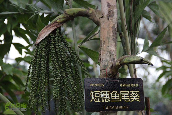 宜春花博园赏花IMG_0936