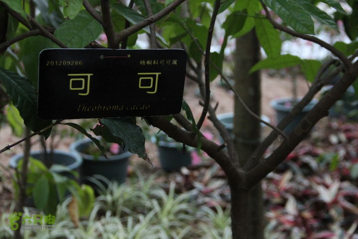 宜春花博园赏花IMG_0937