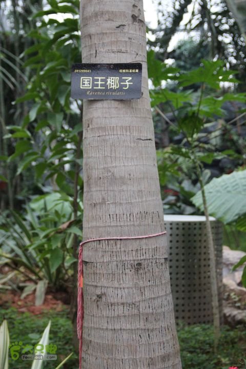 宜春花博园赏花IMG_0938