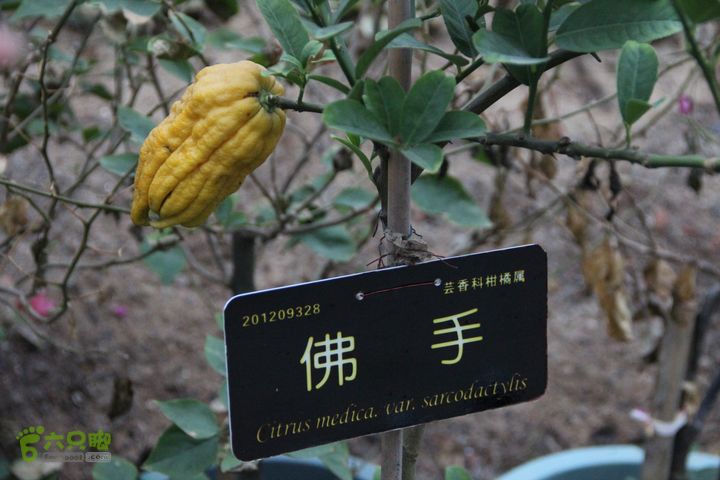 宜春花博园赏花IMG_0942