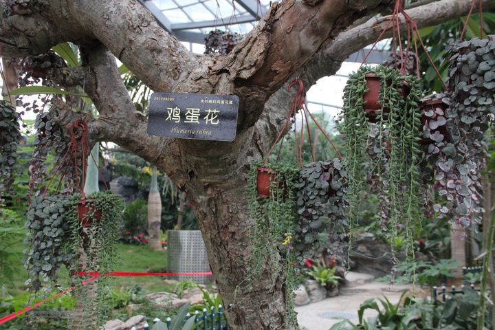 宜春花博园赏花IMG_0961