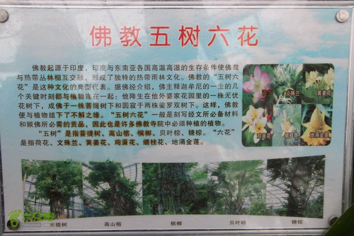 宜春花博园赏花IMG_0962