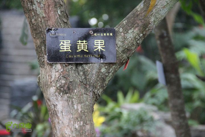 宜春花博园赏花IMG_0963