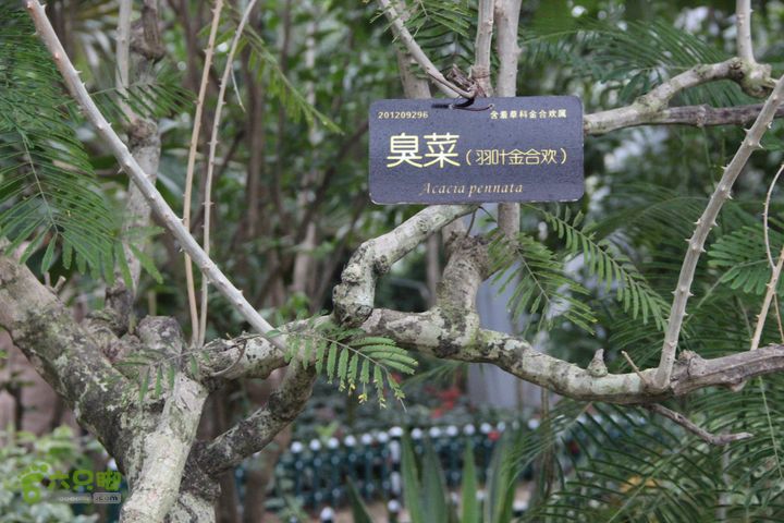 宜春花博园赏花IMG_0964