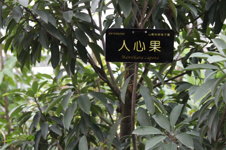 宜春花博园赏花IMG_0965
