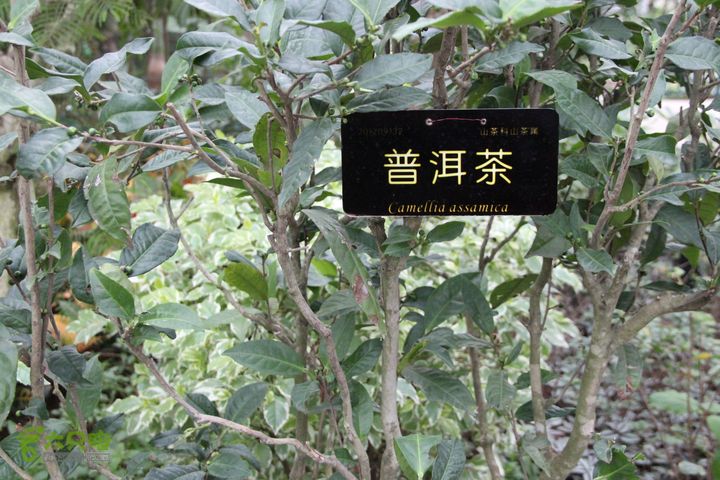 宜春花博园赏花IMG_0966