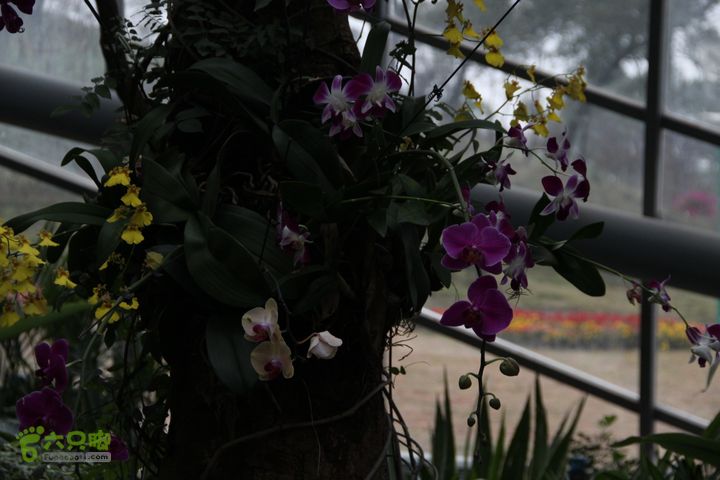 宜春花博园赏花IMG_0968