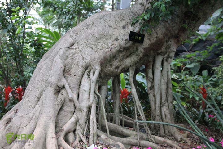 宜春花博园赏花IMG_0970